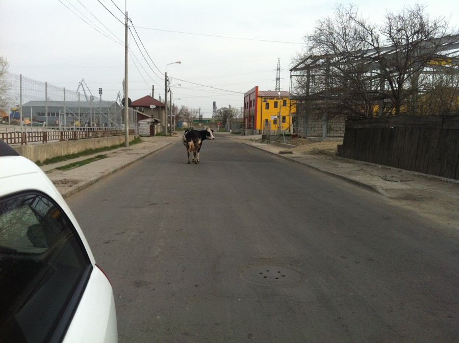 Avem un oraş ca la ţară. La periferia Galaţiului, porcii, vacile şi oile se plimbă în voie