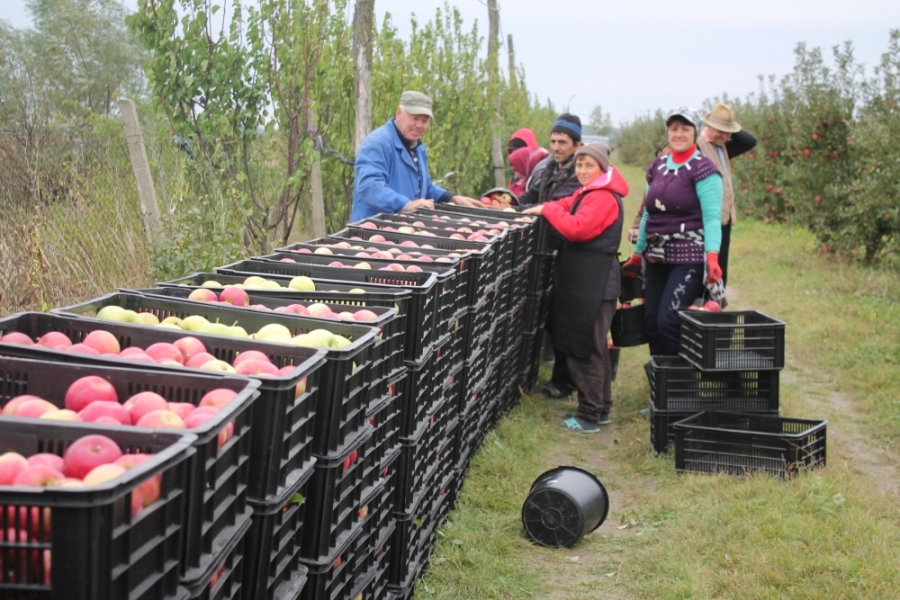 FOTO/ Cum se fac sute de tone de mere într-un an agricol greu. Toamnă îmbelşugată în livada Dragostinei Brăilescu de la Lieşti