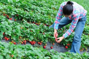 LOCURI DE MUNCĂ. 800 de posturi vacante în Spania. 40 de euro pe zi, pentru ”căpşunari”