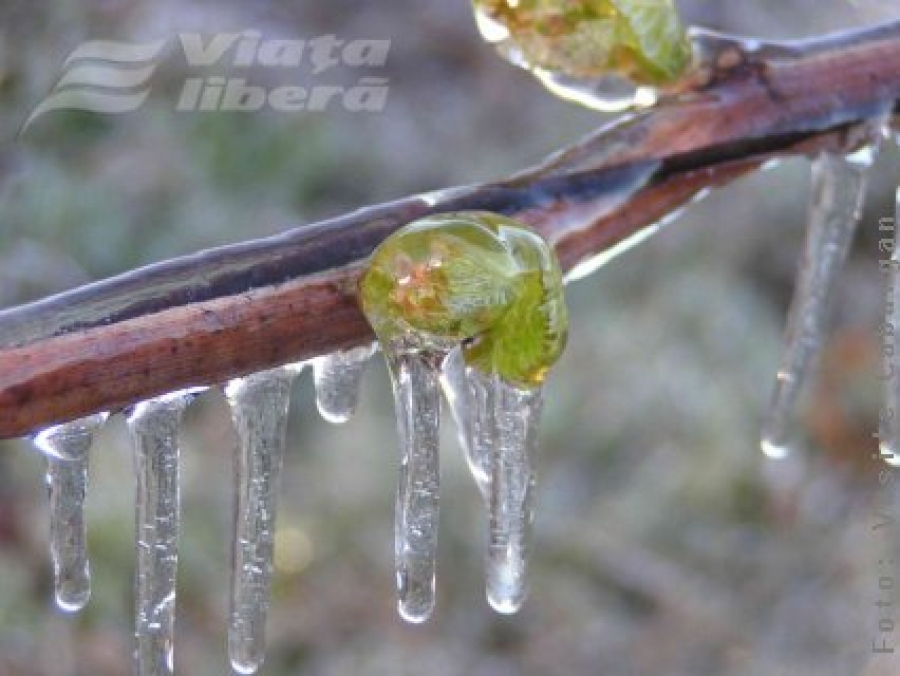 Dezastru în agricultura gălăţeană