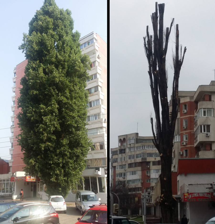 Toaletarea sau masacrarea copacilor?