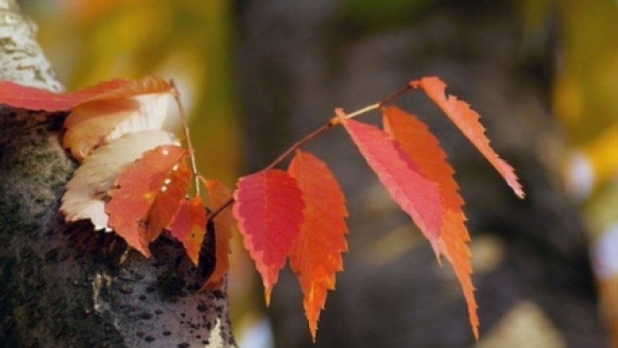 PROGNOZA METEO până pe 10 noiembrie / Temperaturi peste normele climatologice ale perioadei