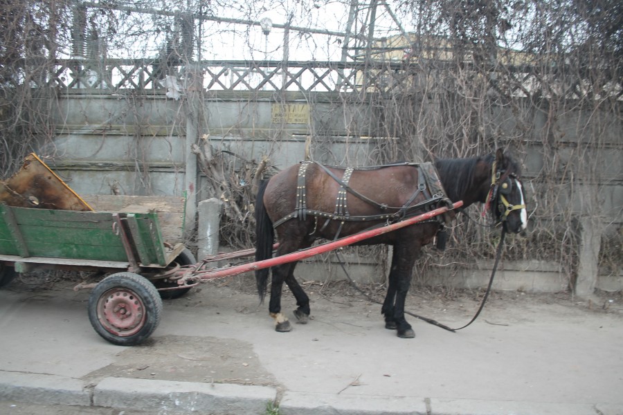 Instantanee din Galaţiul anului 2014: Cai, căruţe, câini şi garaje (GALERIE FOTO)