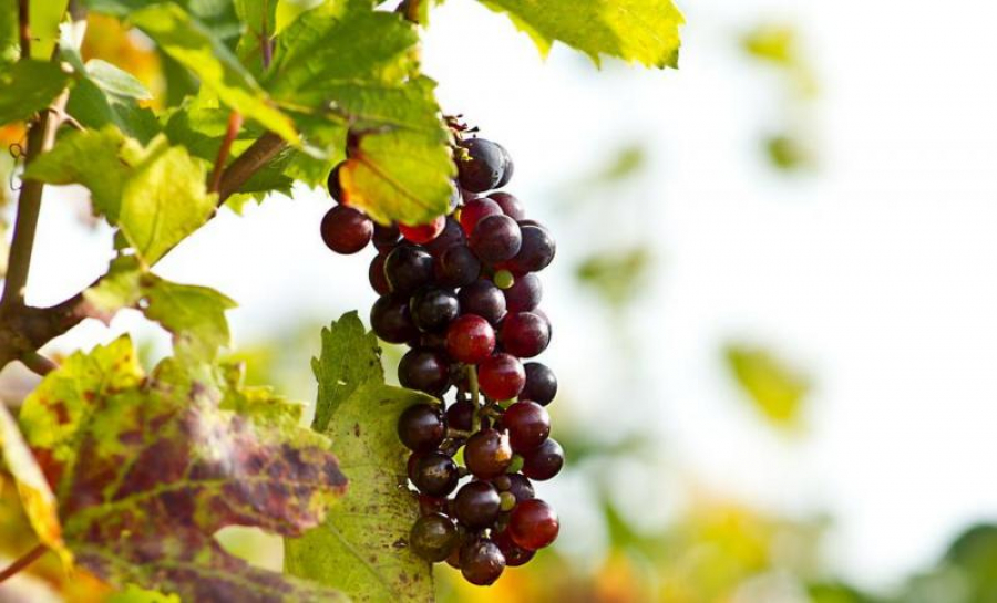 Cele mai multe și mai mici exploatații viticole