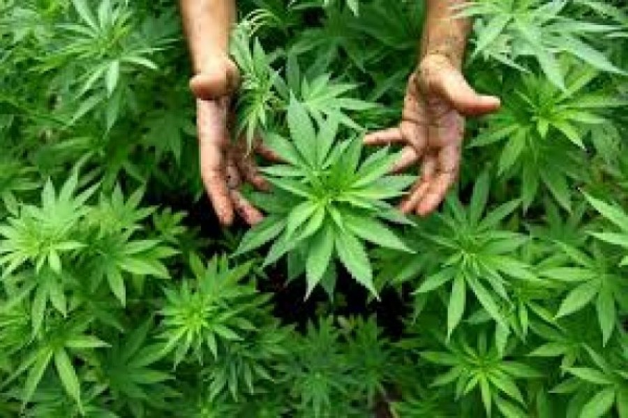 (VIDEO) Gălăţean cultivator de CANNABIS reţinut de procurori. Au fost CONFISCATE cinci kilograme de DROGURI