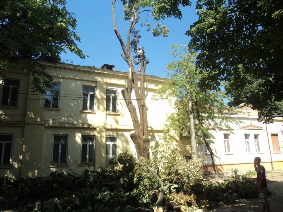 RĂSPUNDEM SESIZĂRII CITITORILOR: De ce se taie arborii pe strada Mihai Bravu (FOTO)