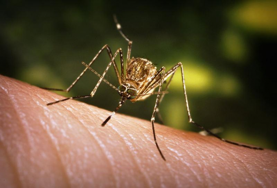 Șapte cazuri de infecție cu West Nile