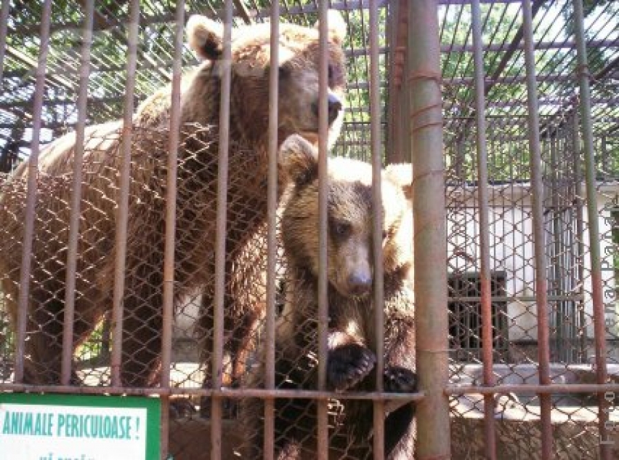 Ursoaică evadată de la Zoo Tecuci