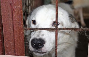 Parteneriat Primărie - Consiliul Judeţului: Încă un padoc pentru câinii fără stăpân