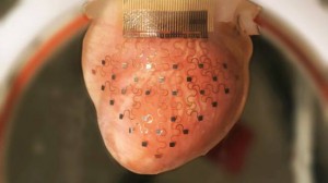 Viaţă fără de moarte? Dispozitiv realizat de o imprimantă 3D care ţine inima VIE (VIDEO)