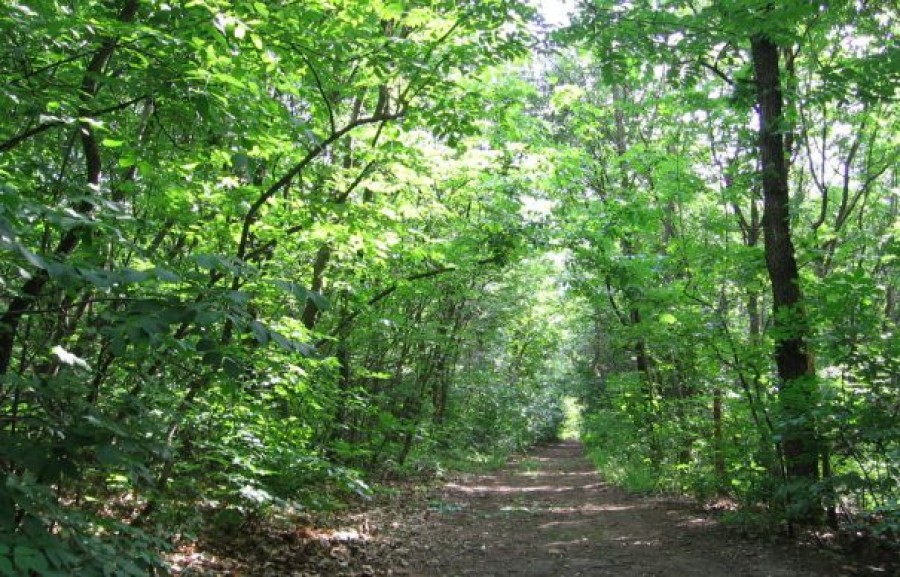 UNDĂ VERDE pentru muzeul pescarului din pădure