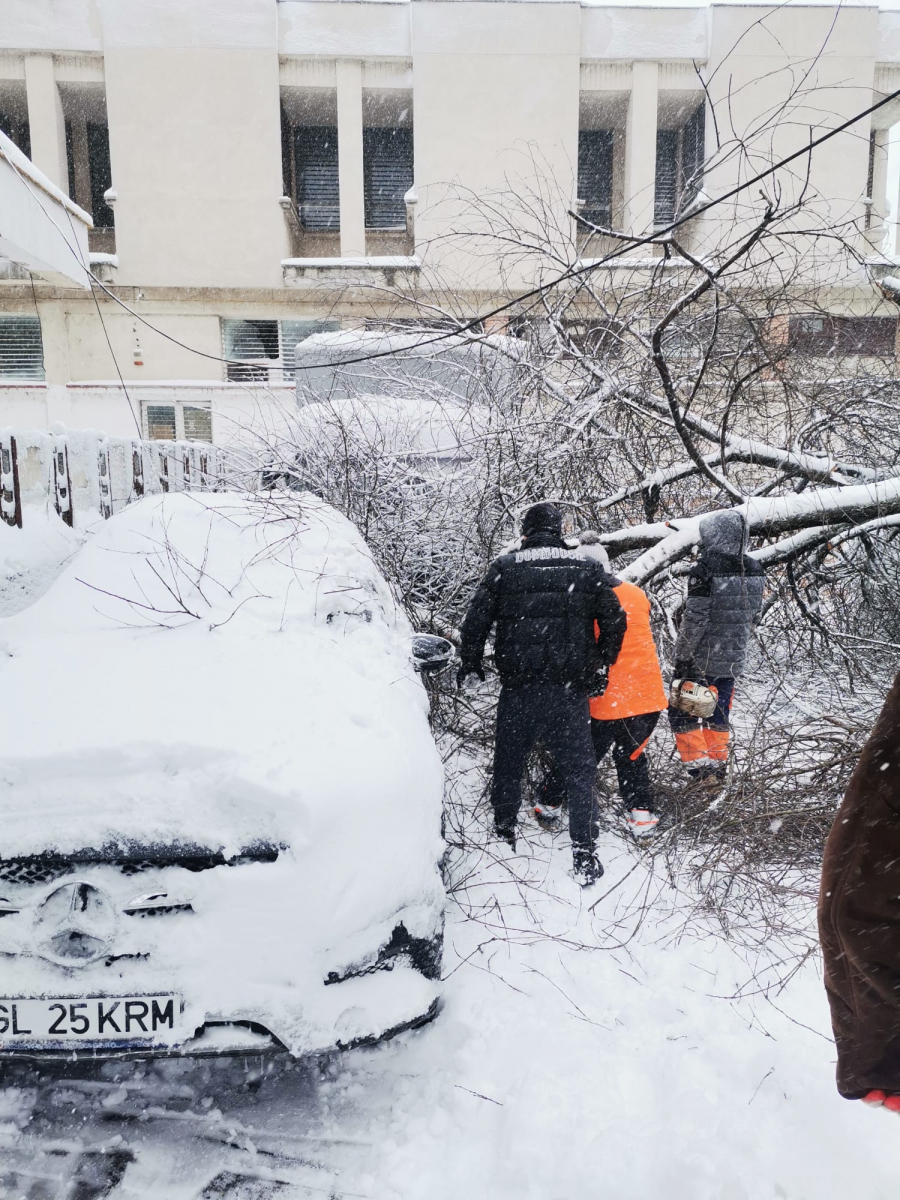 Un copac doborât de zăpadă a căzut peste mașini, într-o parcare