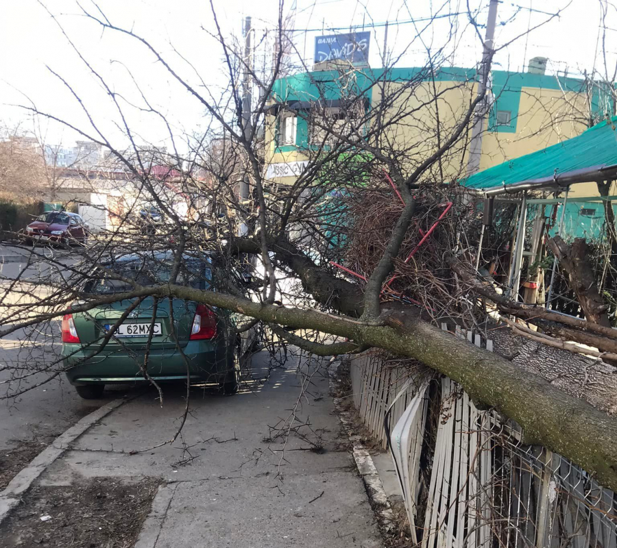 Vântul a pus la pământ mai mulți copaci, unii căzând peste maşini