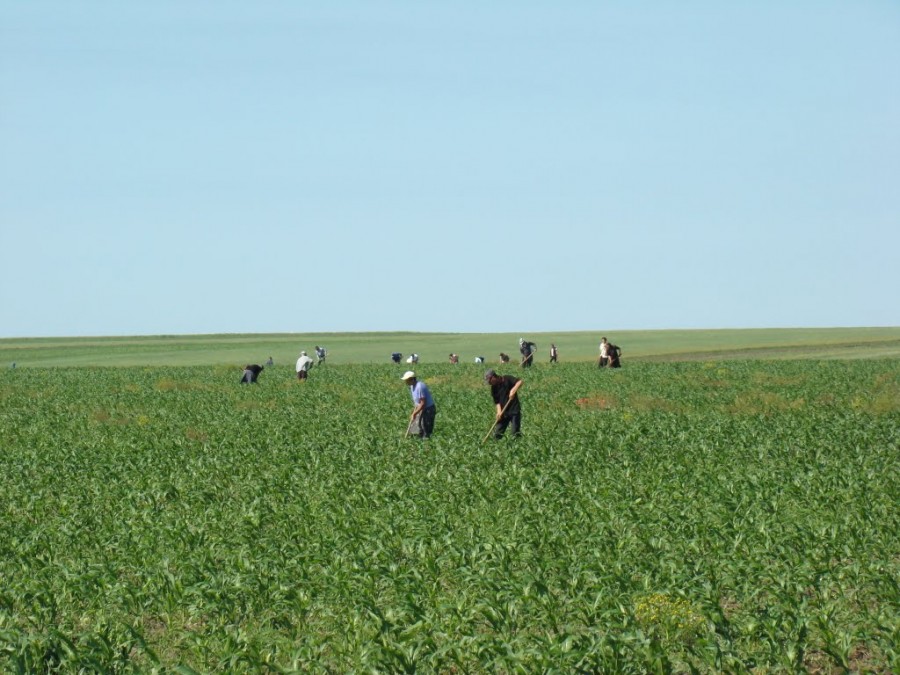 Ai carte, şi la câmp ai parte! Studiile şi agricultura