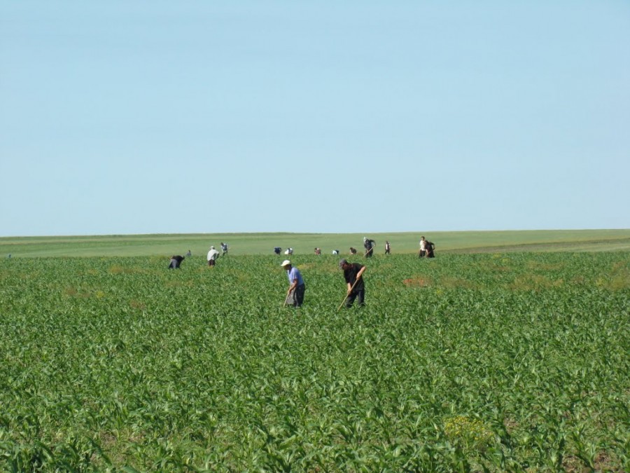 Ai carte, şi la câmp ai parte! Studiile şi agricultura 