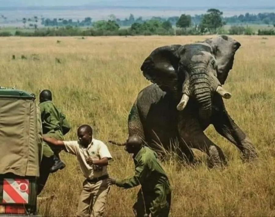Încă un turist omorât de un elefant