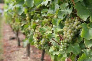 Încă cinci milioane de lei pentru reconversie viticolă