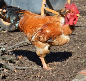 Cele mai neobişnuite muşcături suferite de gălăţeni în 2012