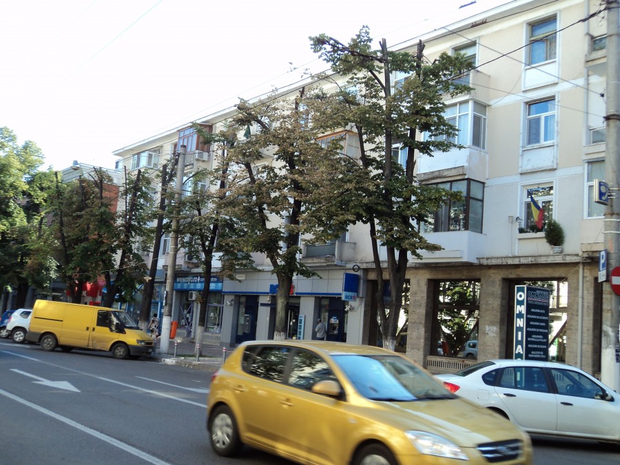 GALERIE FOTO / Sancţiuni la Gospodărire Urbană: Amendă de 50.000 de lei pentru sluţirea teilor din Galaţi