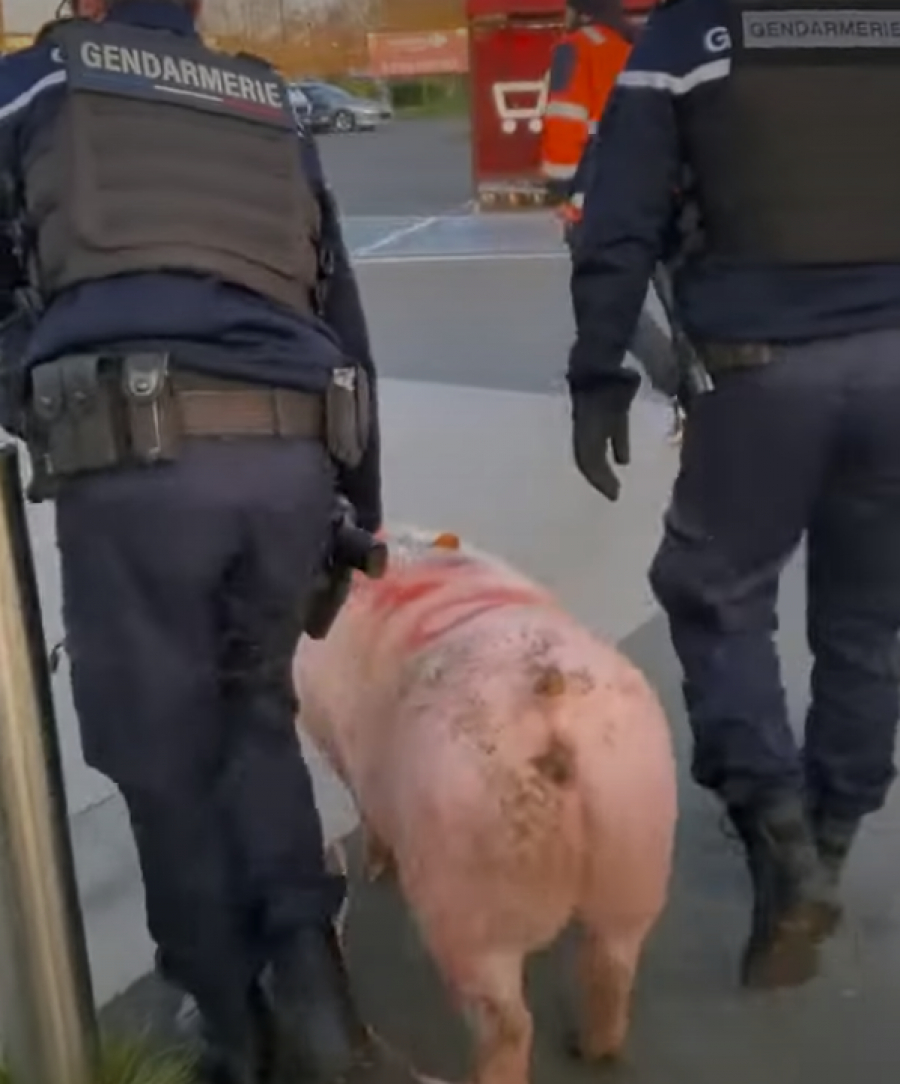 Jandarmii francezi au confiscat un porc de la niște români care se pregăteau să-l taie (VIDEO)