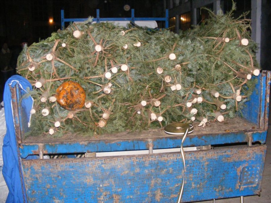 O, brad penal! Transport ilegal de pomi de Crăciun, interceptat la Corod