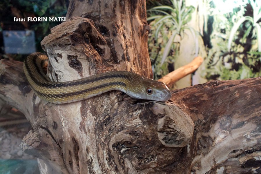 Expoziţie de reptile vii la Complexul Muzeal de Ştiinţe ale Naturii