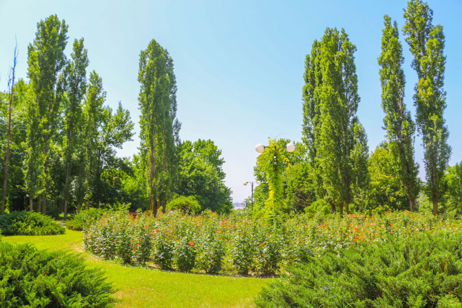 VOCEA SPECIALISTULUI: Ce arbori ar trebui plantaţi la Galaţi şi cum ar trebui ei îngrijiţi