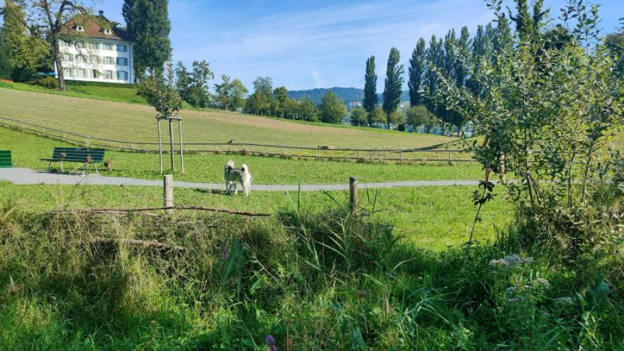 Cum te simți, ca stăpân de câine, în Țara Cantoanelor (FOTO)