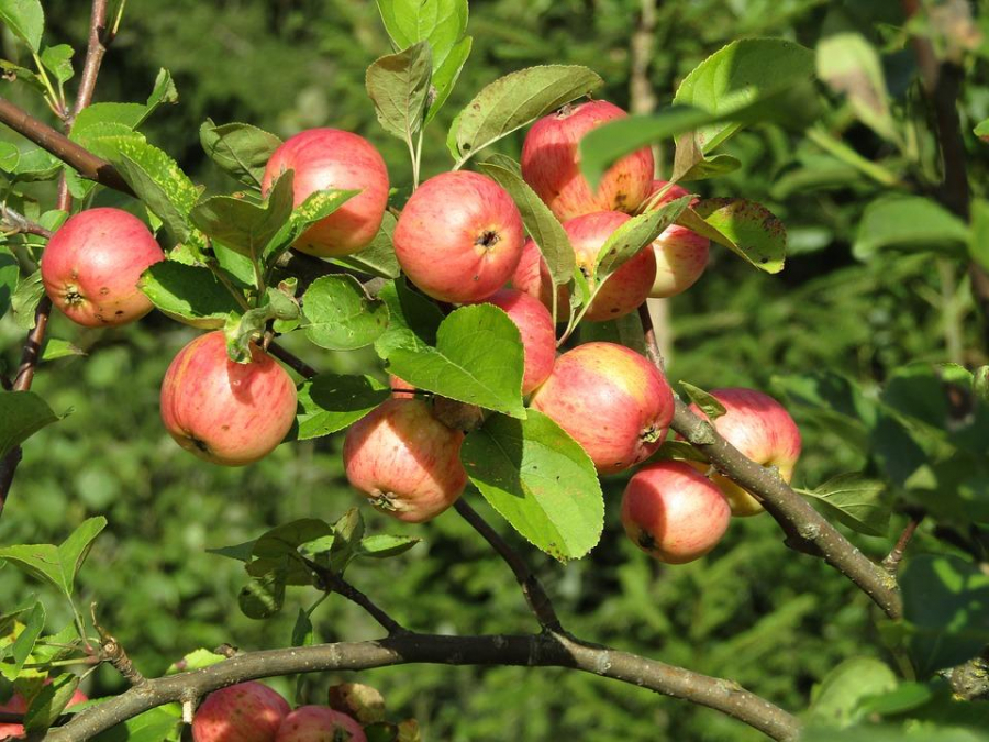 Fructe și legume proaspete pentru copii. PROIECT