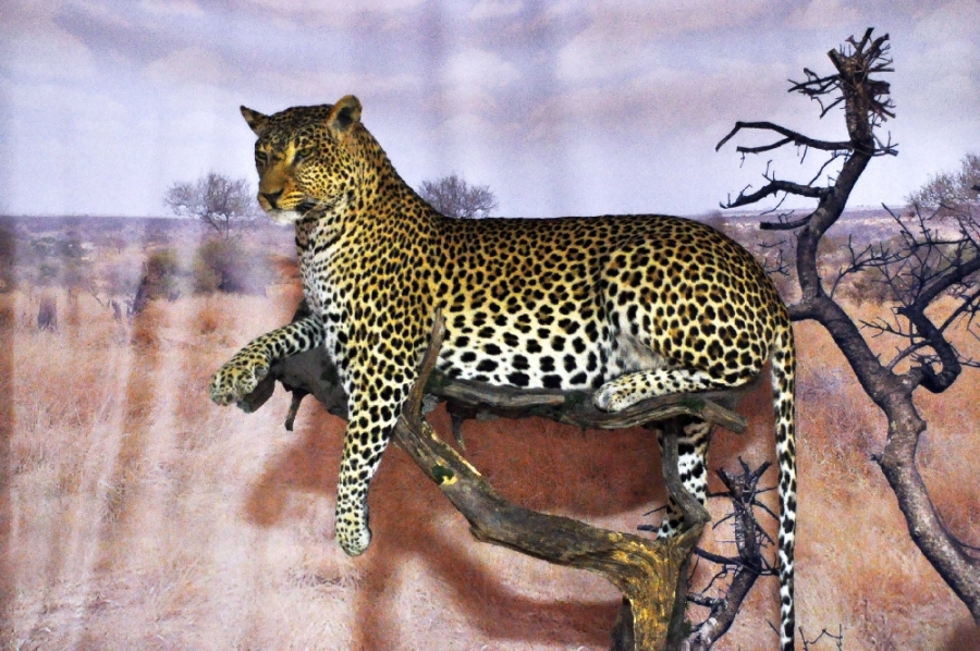 Expoziţia temporară "Africa", la Complexul Muzeal de Ştiinţele Naturii