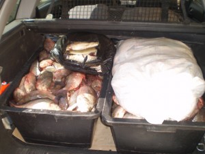 Peşte fără acte confiscat în Piaţa Basarabiei