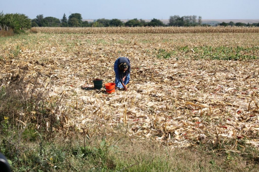 VENITUL MINIM garantat nu aduce şi cheful de muncă