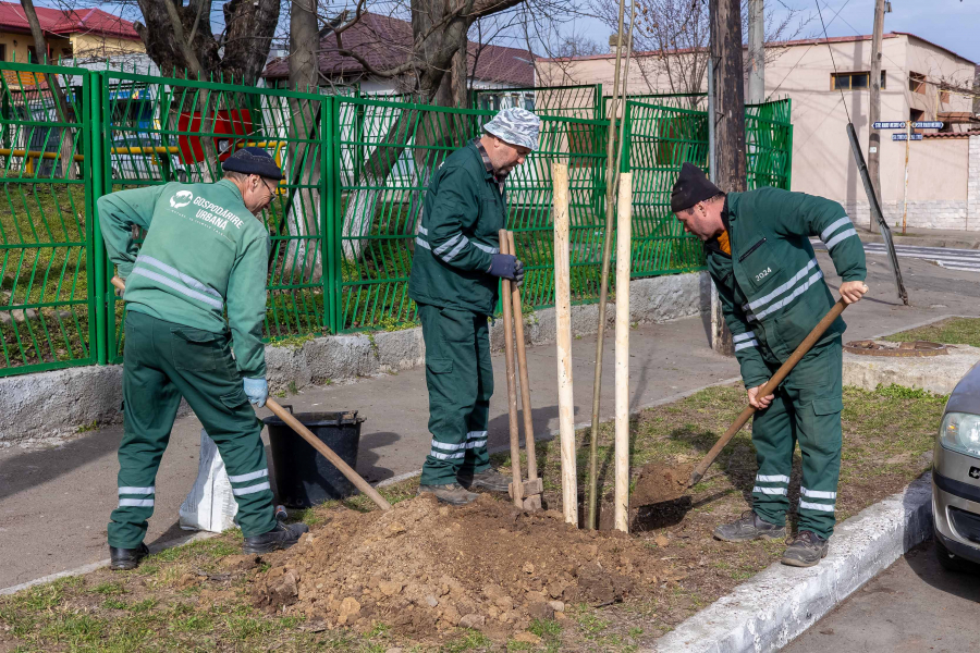A început o nouă campanie de plantări de copaci în Galaţi