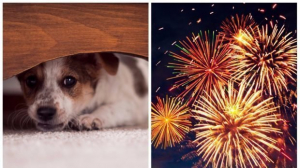 Cum să protejăm câinii şi pisicile de zgomotele artificiilor şi pocnitorilor. Școala iubitorilor de animale