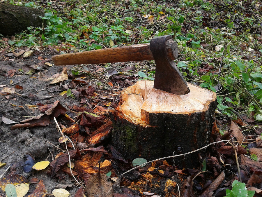 Zeci de arbori, retezaţi ilegal