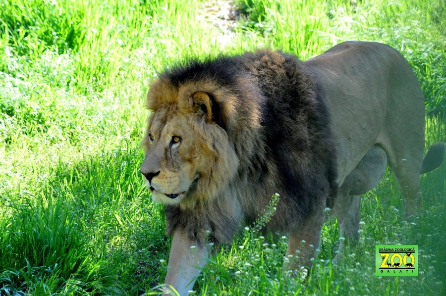 Cât COSTĂ o vizită la Parcul Zoo