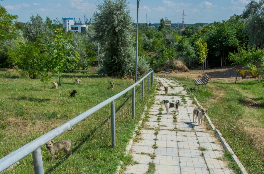 PARCUL de lângă Selgros, la cinci ani de la deschidere, lăsat în "grija" CÂINILOR (FOTO)