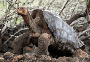 A fost identificată o NOUĂ SPECIE de broască ţestoasă gigant