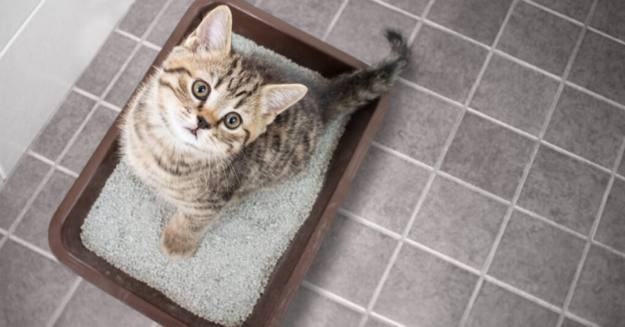 Cum obişnuim un pui de pisică la litieră
