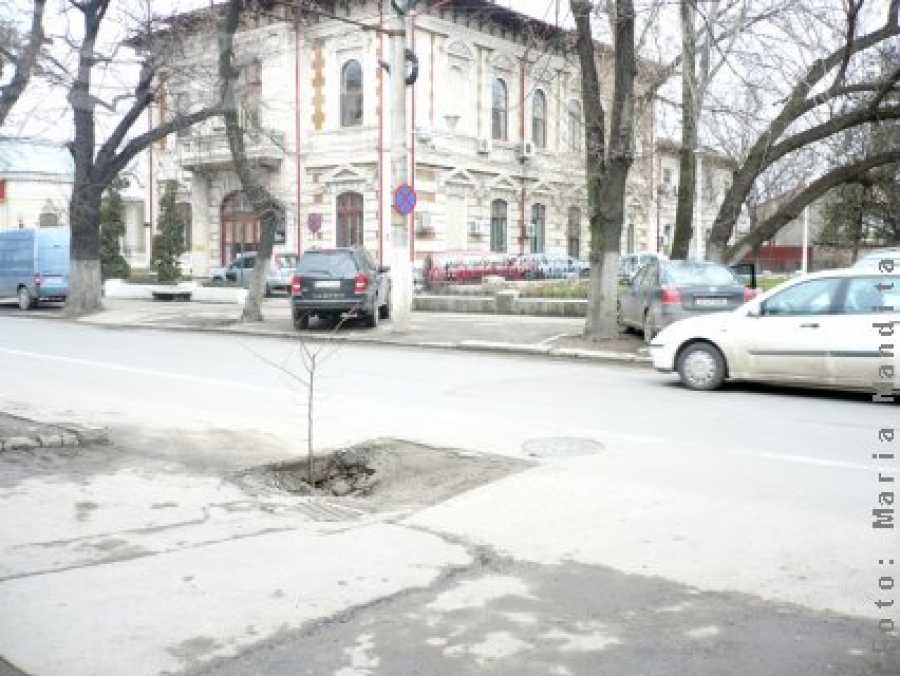Un copac în asfalt  
