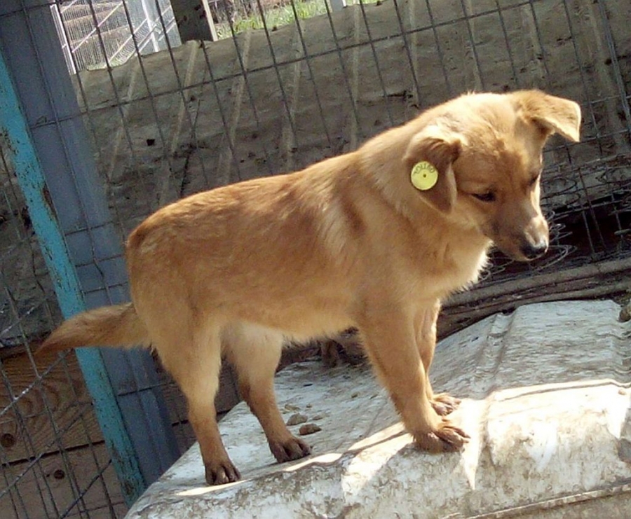 ADOPTĂ şi tu un căţel din padocul Ecosal!