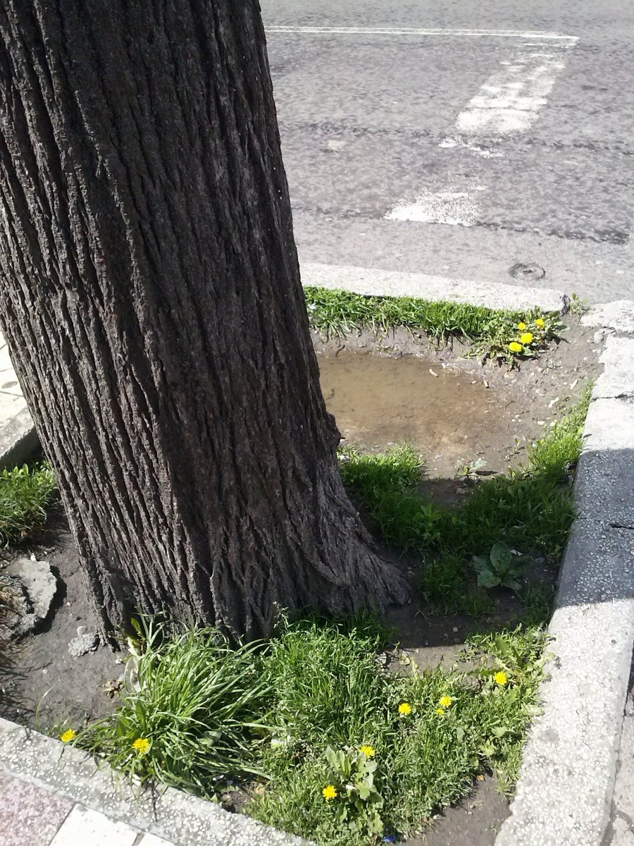 Floarea de păpădie şi oraşul modern