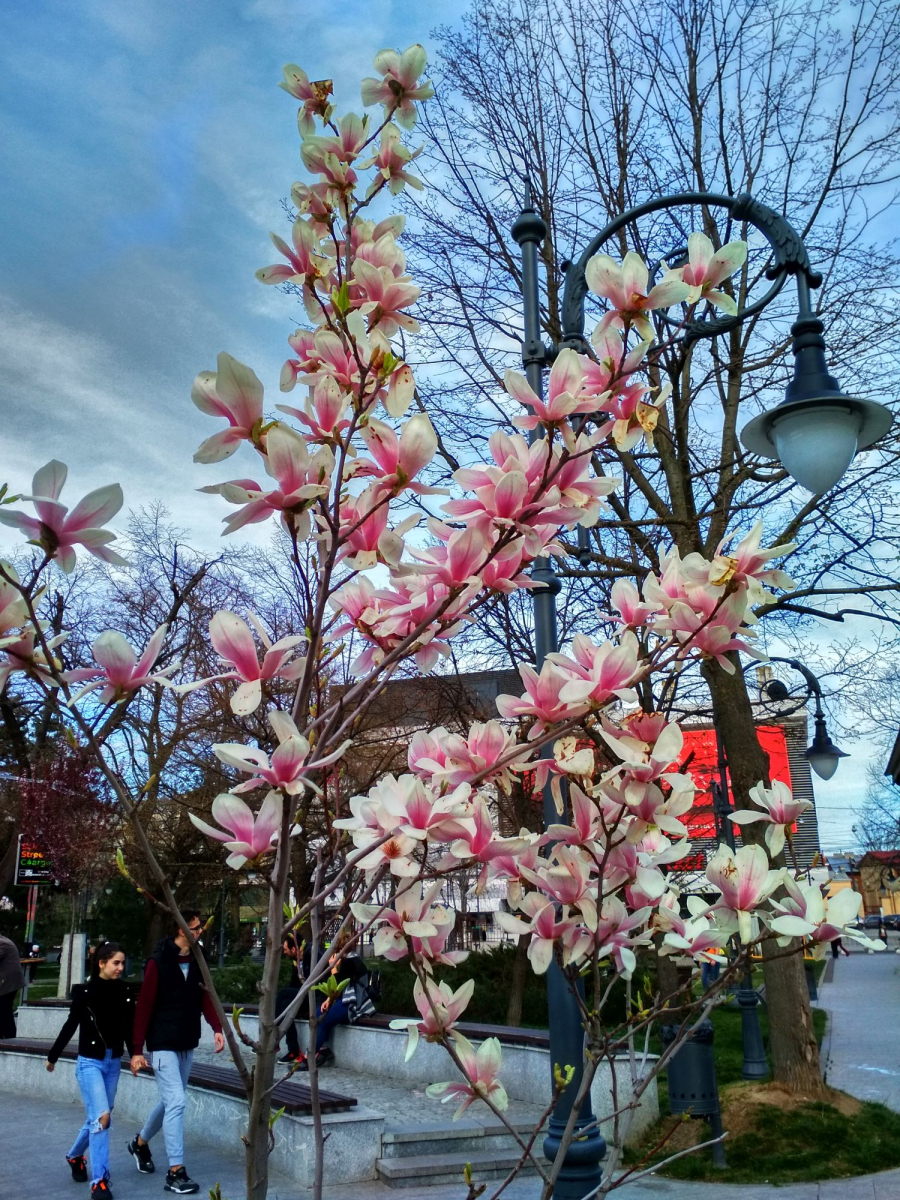 Magnolii albe, cireși japonezi și platani, cumpărați de Primăria Galați