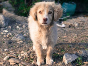 Un câine adoptat este un câine salvat