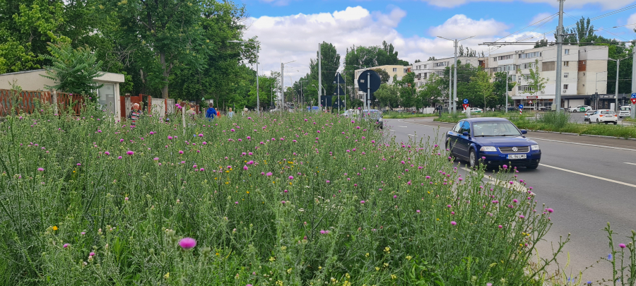 Plantație de armurariu în Micro 40. Modernizare cu bălării (FOTO)