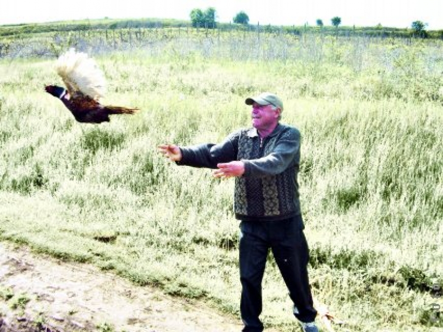 Prohibiţia naşte… pui de fazan 