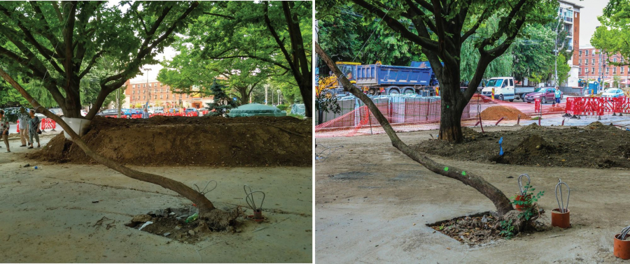 Primăria recunoaşte: ”Colivele” arborilor de la Spicu au fost o greşeală (FOTO)