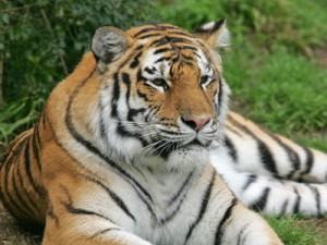 UPDATE Tigru scăpat de la Grădina Zoologică / Animalul a fost ucis 