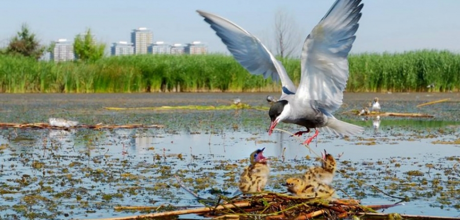 PARCUL NATURAL Văcărești - ”Delta dintre blocuri”