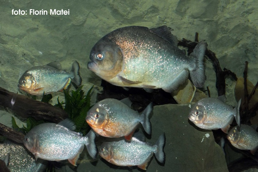 Complexul Muzeal de Ştiinţele Naturii: Cel mai feroce peşte de apă dulce are un acvariu special